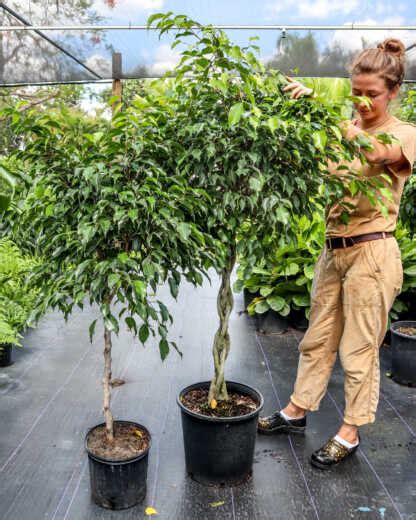 How to Care for a Ficus Tree - Fireballedstudio.com