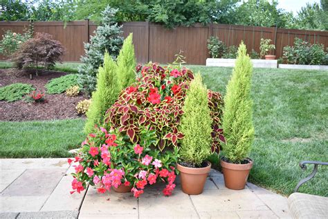 How To Grow And Care For Lemon Cypress Trees