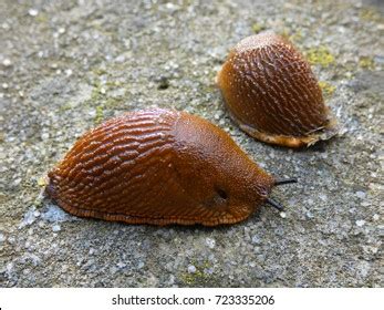 Slugs Snail Without Shell Land Slug Stock Photo 723335206 | Shutterstock