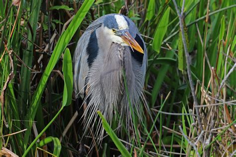 Heron Tongue Lashing This Great Blue Heron Looked Very I Flickr