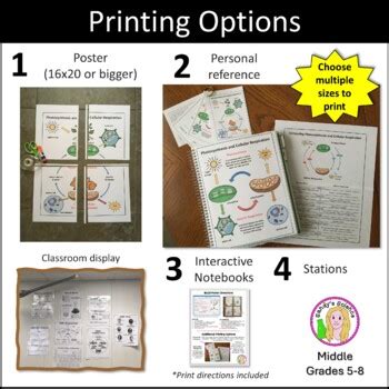 Photosynthesis Anchor Chart By Mrs Zs Busy Bees Tpt Images