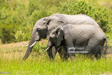 African Elephant At Wild High-Res Stock Photo - Getty Images