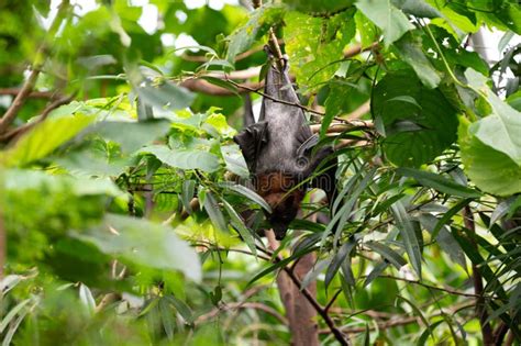 Fruit Bat Hanging from a Tree Branch Stock Photo - Image of nocturnal ...