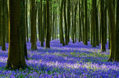 Spring Flowers In The Forest Wallpapers - Wallpaper Cave