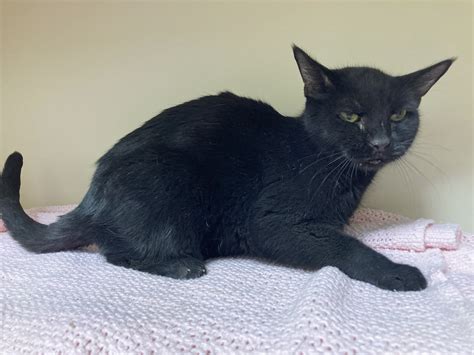 Animal Rescue League saves cat from drain in Roxbury - Boston News