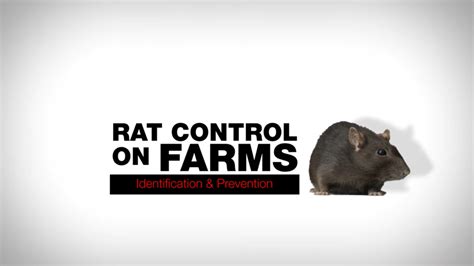 Best Practices to Control Rodents - Stewardship Centre for BC