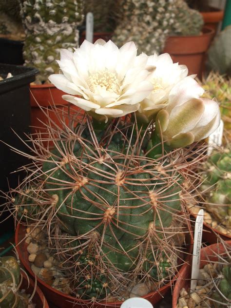 Show Us Your Gymnocalycium The Ethnobotanical Garden Shroomery