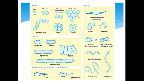 Microbiologia Formas E Arranjos Das Bactérias Aula 02 Youtube
