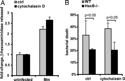 Role For Lysosomal Enzyme Hexosaminidase In The Control Of