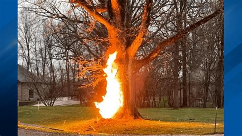 Tree catches fire after being struck by lightning | WICS