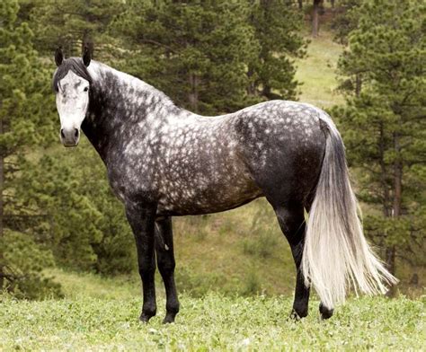 Horse Andalusian Stallion Dappled Andalusian Andalusian Stallion