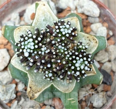 SHPR14008 Mammillaria luethyi f minima grafted Кактус онлайн