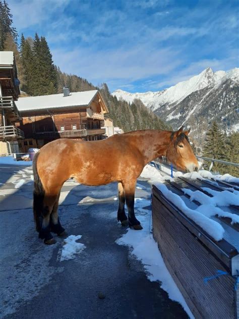 Sammy Noriker Stute Braun Pferd Austria