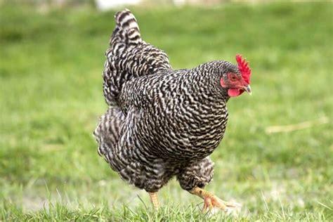 Dominique Chicken: Breed Profile, Facts & Pictures