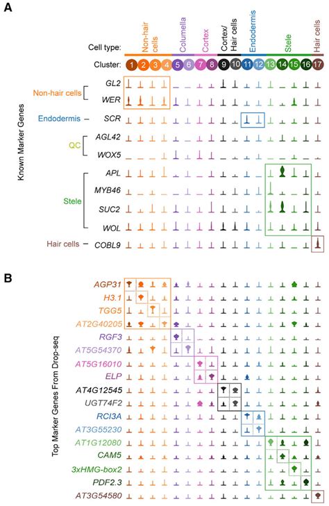 Identification Of Highly Specific Cell Type Marker Genes A Violin