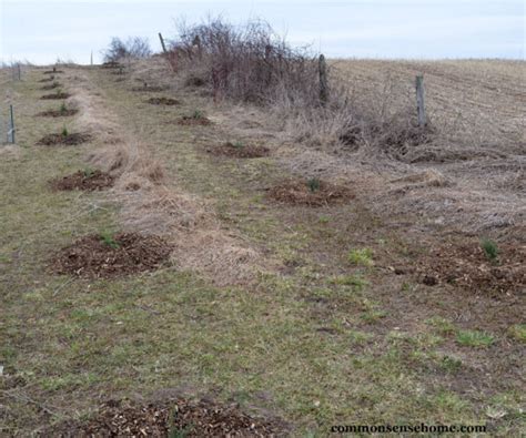 Best Windbreak Trees for Warm or Cold Climates