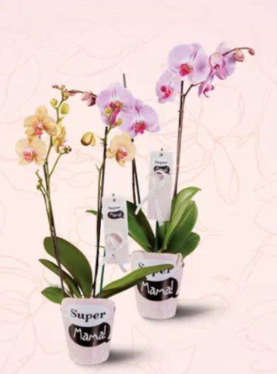 Orhideja phalaenopsis Super mama Lidl Akcija Njuškalo katalozi