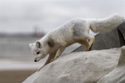 Raposa Do Rtico Vulpes Lagopus Na Tundra Selvagem Raposa Do Rtico