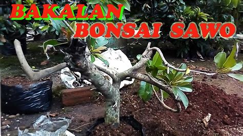 Bakalan Bonsai Sawo Youtube