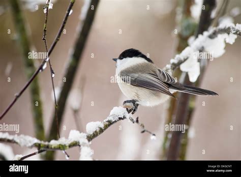 The Marsh Tit Poecile Palustris Stock Photo Alamy