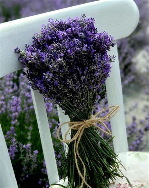 Lavender Fields 🍃 | Lavender flowers, Beautiful flowers, Flower therapy