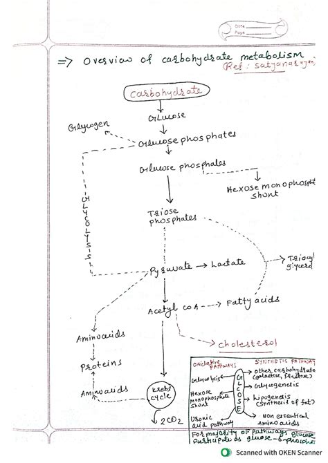 Solution Metabolism Of Carbohydrates Glycolysis Studypool