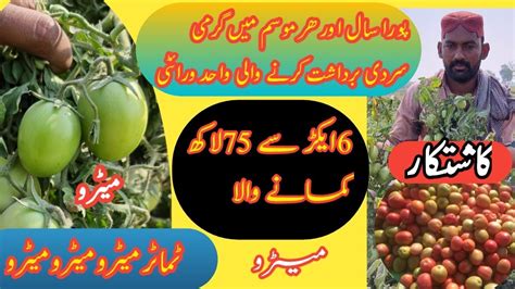 Tomato Tunnel Farming Tomato Growing Tips How Much Farmer Can Earn