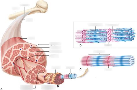 HUBS191 Skeletal Muscle Structure And Function Diagram Quizlet