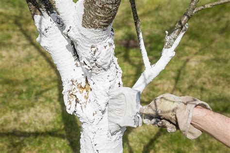 Chaux vive au jardin définition propriétés et utilisation