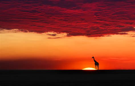 giraffe in sunset harmony photo | One Big Photo