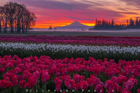 The Wooden Shoe Tulip Festival's vibrant colors with Mount Hood ...