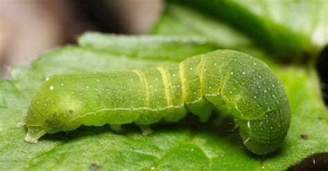 Quali Sono I Pi Efficaci Rimedi Naturali Per Sbarazzarti Dei Bruchi Verdi