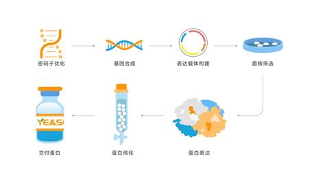 重组蛋白表达及纯化服务