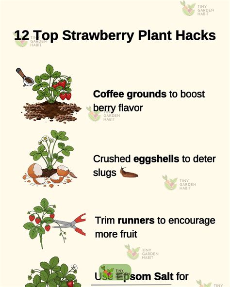 Tiny Garden Habit - 🌸♻️ These 9 perennials bloom yearly, no need to