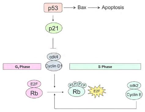 As The Gatekeeper Of The Cell P53 Acts As A Negative Regulator Of