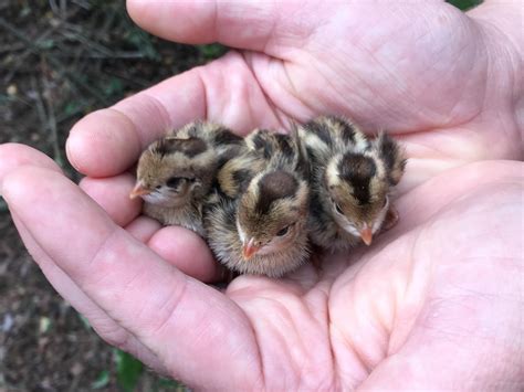 Quail chicks https://ift.tt/2lPt66G Beautiful Chickens, Beautiful Birds ...