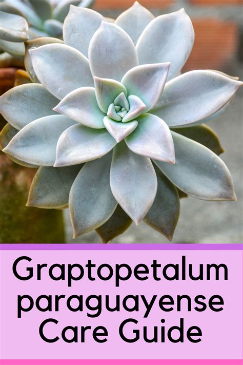 Graptopetalum Paraguayense Care Guide Ghost Plant Succulents Plants