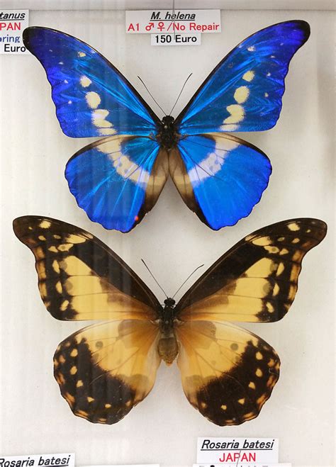 Flickriver: Searching for photos matching 'morpho helena'