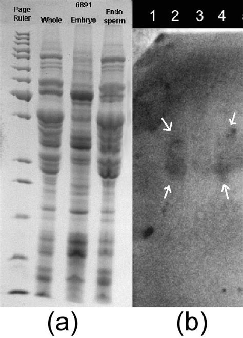 A SDS PAGE Analysis Of Total Protein Extractions From Whole Seed