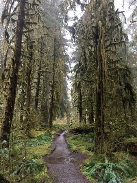 Where to Camp in Washington's Hoh Rainforest