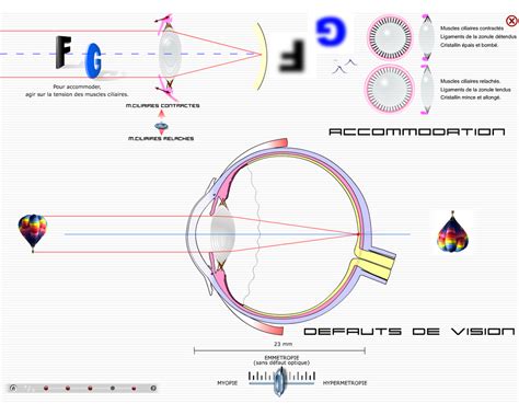 A Le Fonctionnement de l Oeil TPE Les Dessins Animés