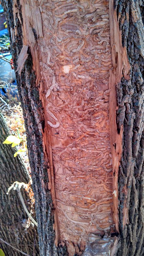 Landscape: Emerald Ash Borer | UMass Center for Agriculture, Food and ...