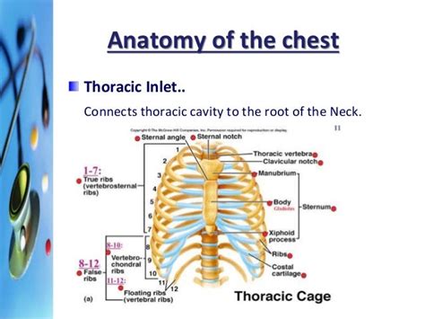 Thoracic Inlet Boundaries