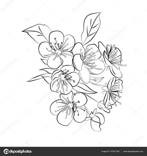 Cherry Blossom Branch Drawing at GetDrawings | Free download