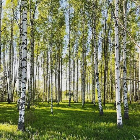 Ihanaa juhannusta teille kaikille Suomen Lähihoitajat ry