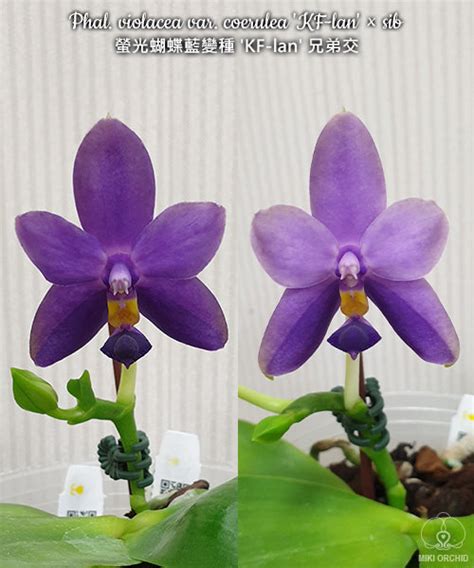 Phalaenopsis Violacea Var Coerulea Kf Lan X Sib The Orchid Patio