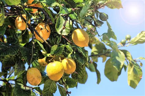 Pourquoi Mon Citronnier Perd Ses Feuilles Triskeline