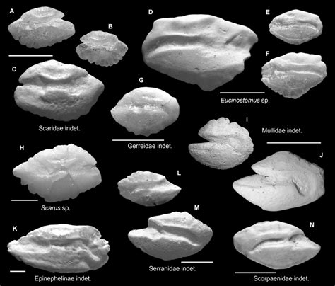 Fish Otoliths From The Mid Holocene And Sub Recent Reef Sediments