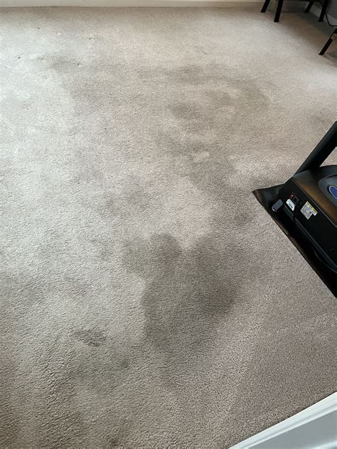 Carpet Cleaning with Pet Stains in Virginia Beach, VA | Conley's Carpet ...