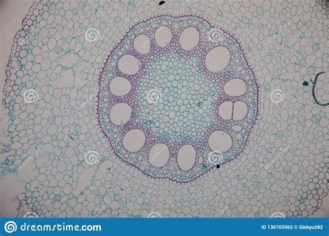 Cross Section Of Plant Stem Under Microscope